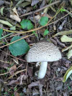 podle místních v suchém a ne moc hezkém lese , žádné jiné houby než bedly nerostou ...