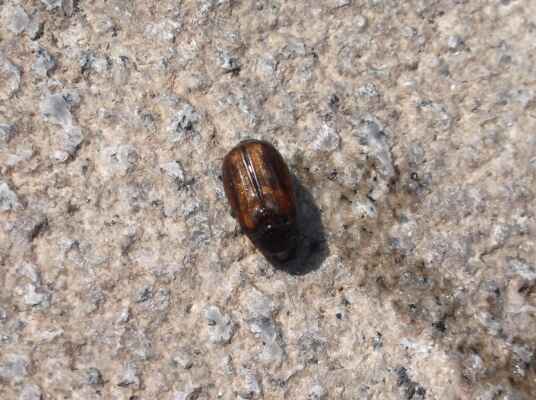 Copper Color Beetle - měděný Chroustek