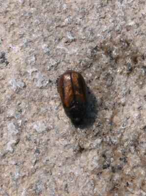 Copper Color Beetle - měděný Chroustek