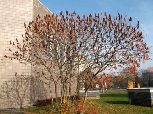 Škumpa je nejkrásnější na podzim, kdy jsou její zpeřené listy jasně žluté, oranžové až červené. Ve stejnou dobu dozrávají šišticová plodenství, která se začínají od konce července barvit růžovočerveně. Během zimy obvykle zůstávají na jinak holých větvích a mění barvu na tmavě purpurovou. Z tohoto důvodu je škumpa vysazována jako okrasná rostlina v zahradách i příměstských zeleních.
Obsahuje šťávu s pryskyřičným olejem, tříslovinami a podle některých údajů i glykosidy. U citlivějších osob vyvolává dotykové alergie projevující se mimo jiné zčervenáním a záněty pokožky. Je jedovatá, požití je však málo pravděpodobné. Dřevo škumpy orobincové bývá často používáno v řezbářství. Některé kmeny indiánů ze Severní Ameriky kouřily tabák s listy škumpy. Z plodů indiáni připravovali nápoj nazývaný "indiánská limonáda". Kořeny byly používány jako žluté barvivo.
