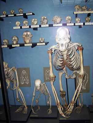 Kostry lidoopů v muzeu
