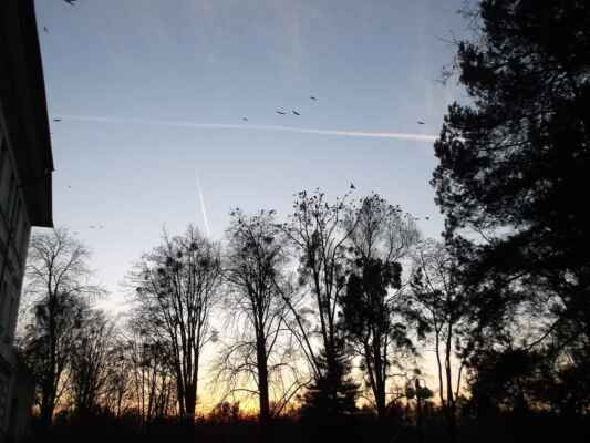 Stromy, obloha a ptáci v podvečerním Fryštátu
