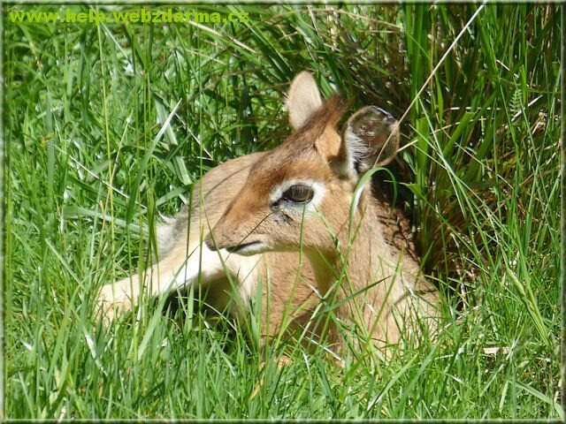 dikdik
