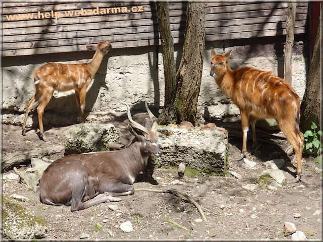 sitatunga