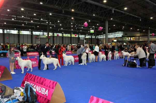 Andy White Bone, Arezzo Bohemia Star Moraveč, Beau Brit od Bijelih Andjela, Darkan White Ancilia, F´Adam OTBB, Flash a Fudge OTBB, Fuego Biala Pasja a Garmin du Domaine de la Graffenbourg - Male Champion class
