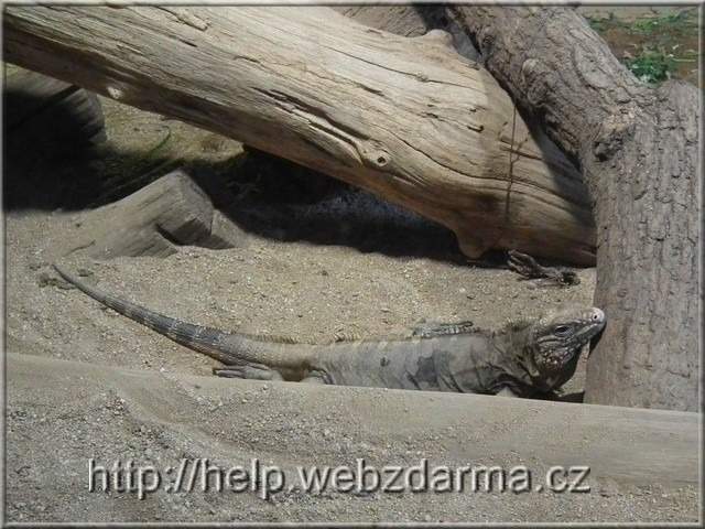 leguan