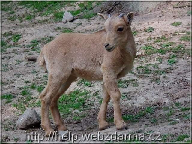 paovce