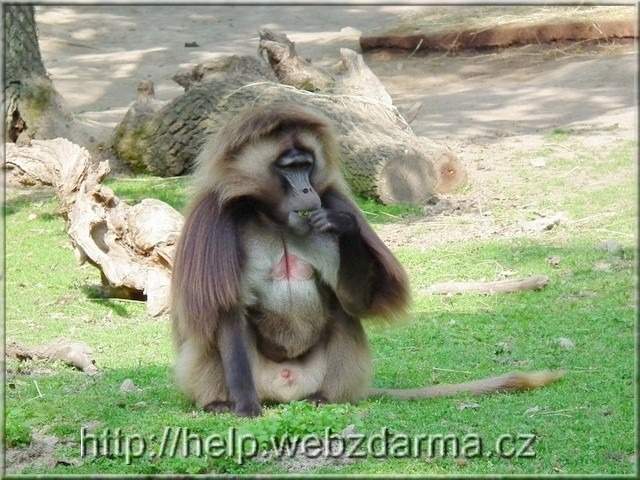 dzelada