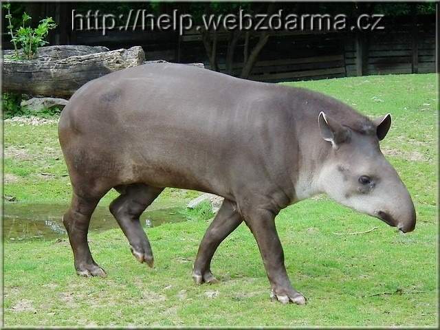 tapir
