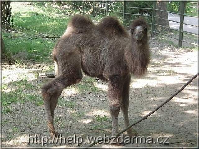 velbloud