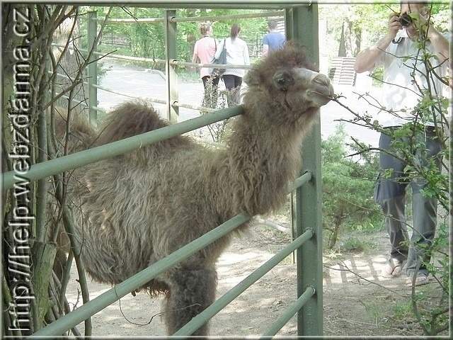 velbloud