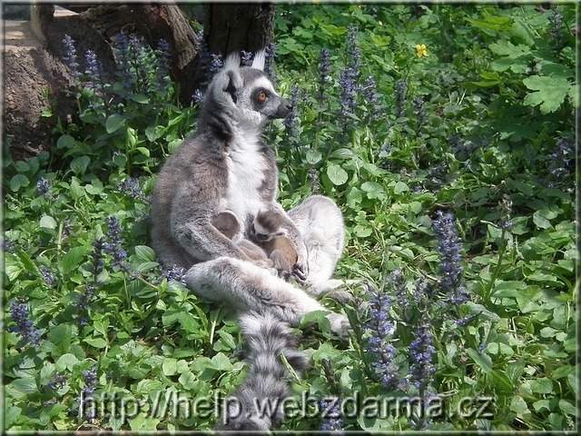 lemuri
