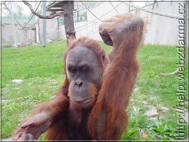 orangutan2