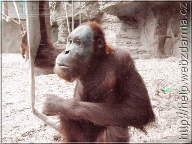 orangutan4