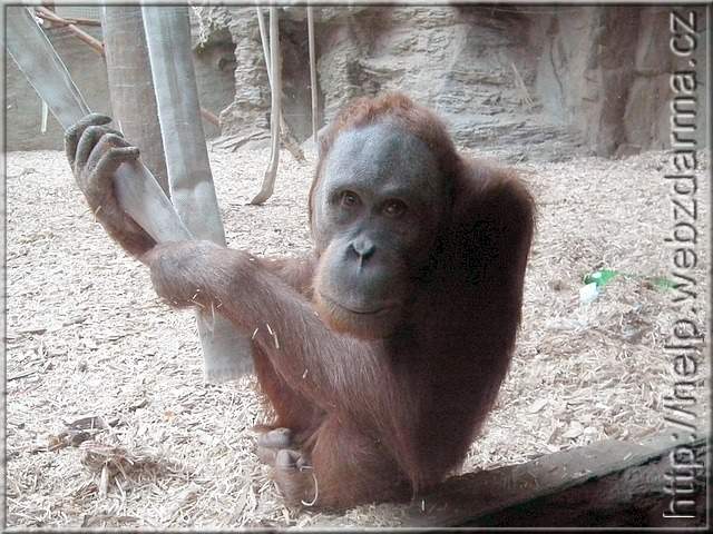 orangutan5