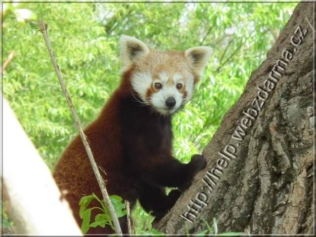 panda1