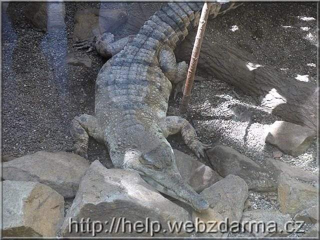 krokodil
