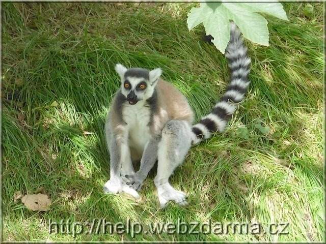 lemur2