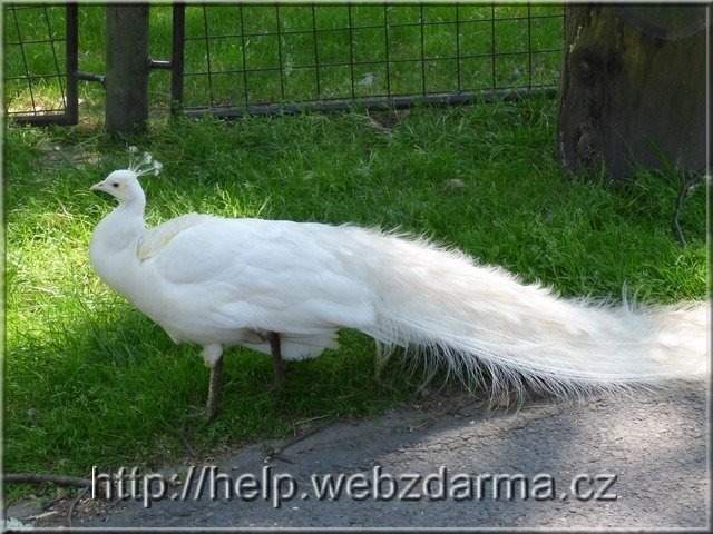 pav